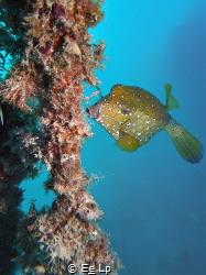 Female Ostracion cubicus (yellow boxfish) (f/8, 1/40, ISO... by E&e Lp 